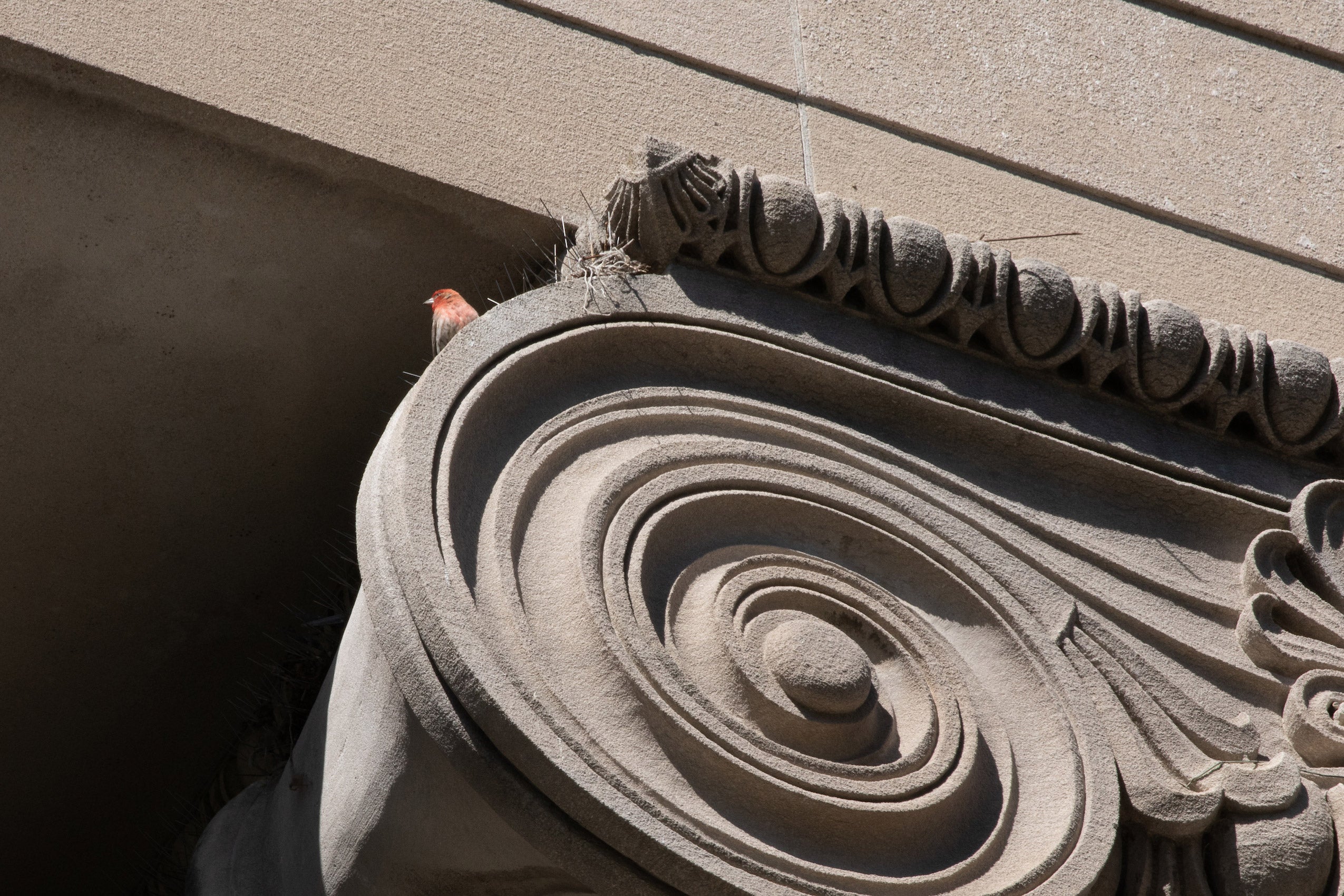 bird on a building arch