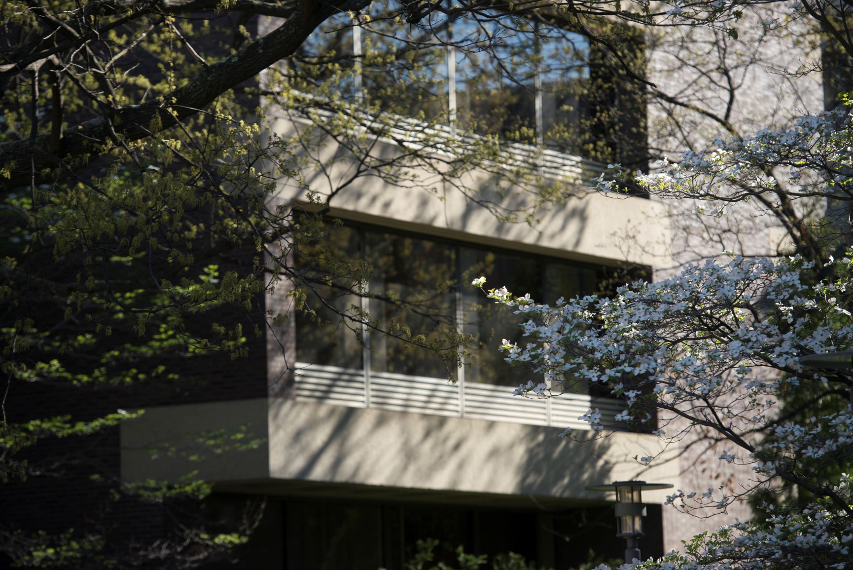 Trees in bloom outside of Griswold Hall