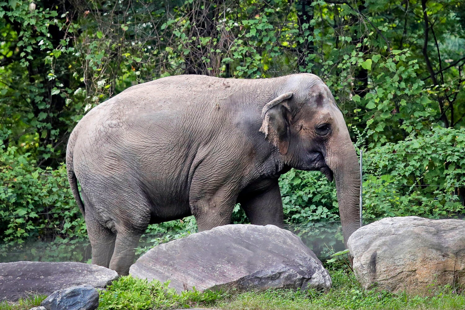 Happy the elephant in an outdoor habitat at the Bronx Zoo