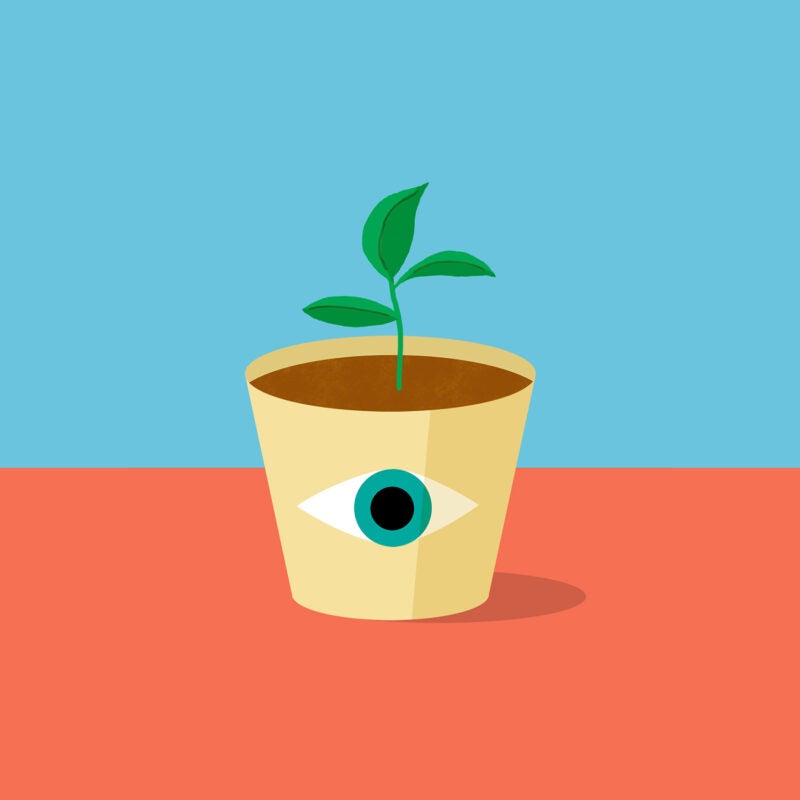 A seedling planted in a pot.