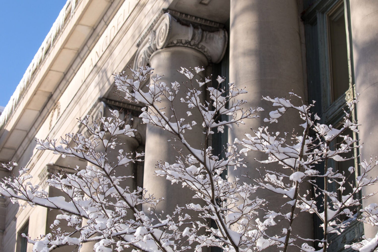 Columns of building with a snowcovered tree in the foreground