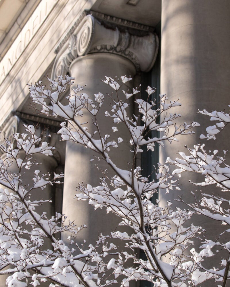 Columns of building with a snowcovered tree in the foreground