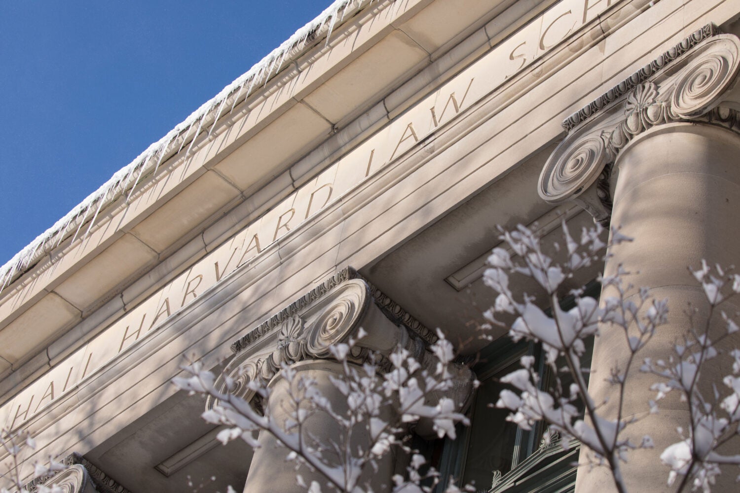 Detail of the top of Langdell columns with snow covered branches in foreground
