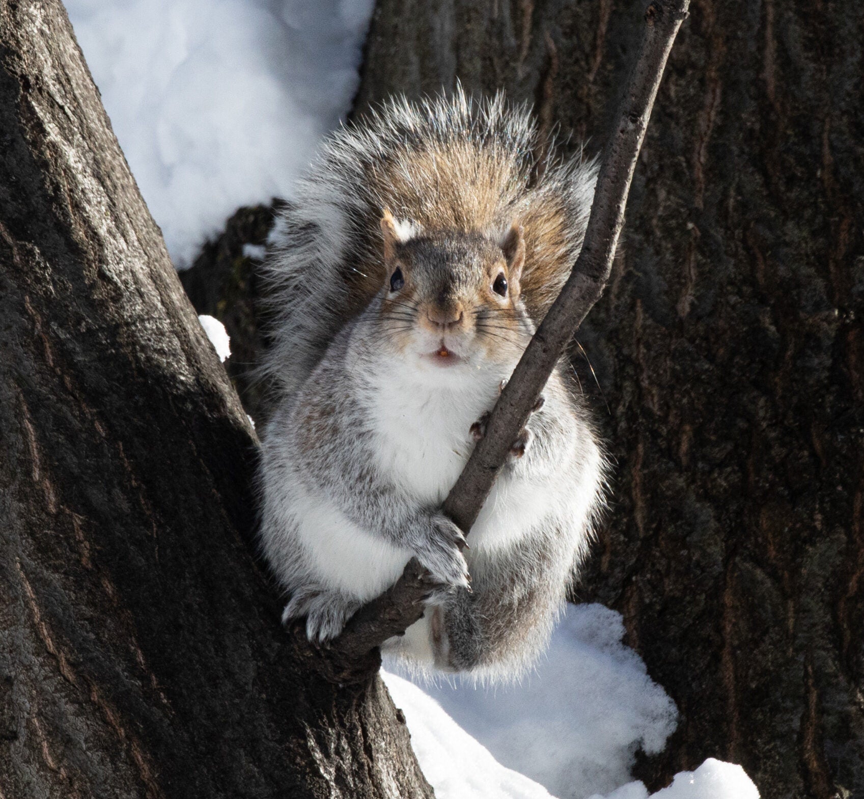 squirrel in the snow