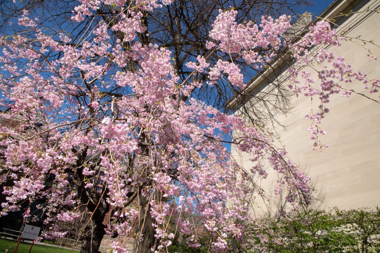 pink cherry blossom flowers against Langdell Hall