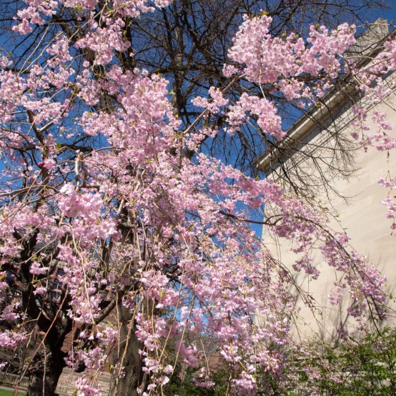 pink cherry blossom flowers against Langdell Hall