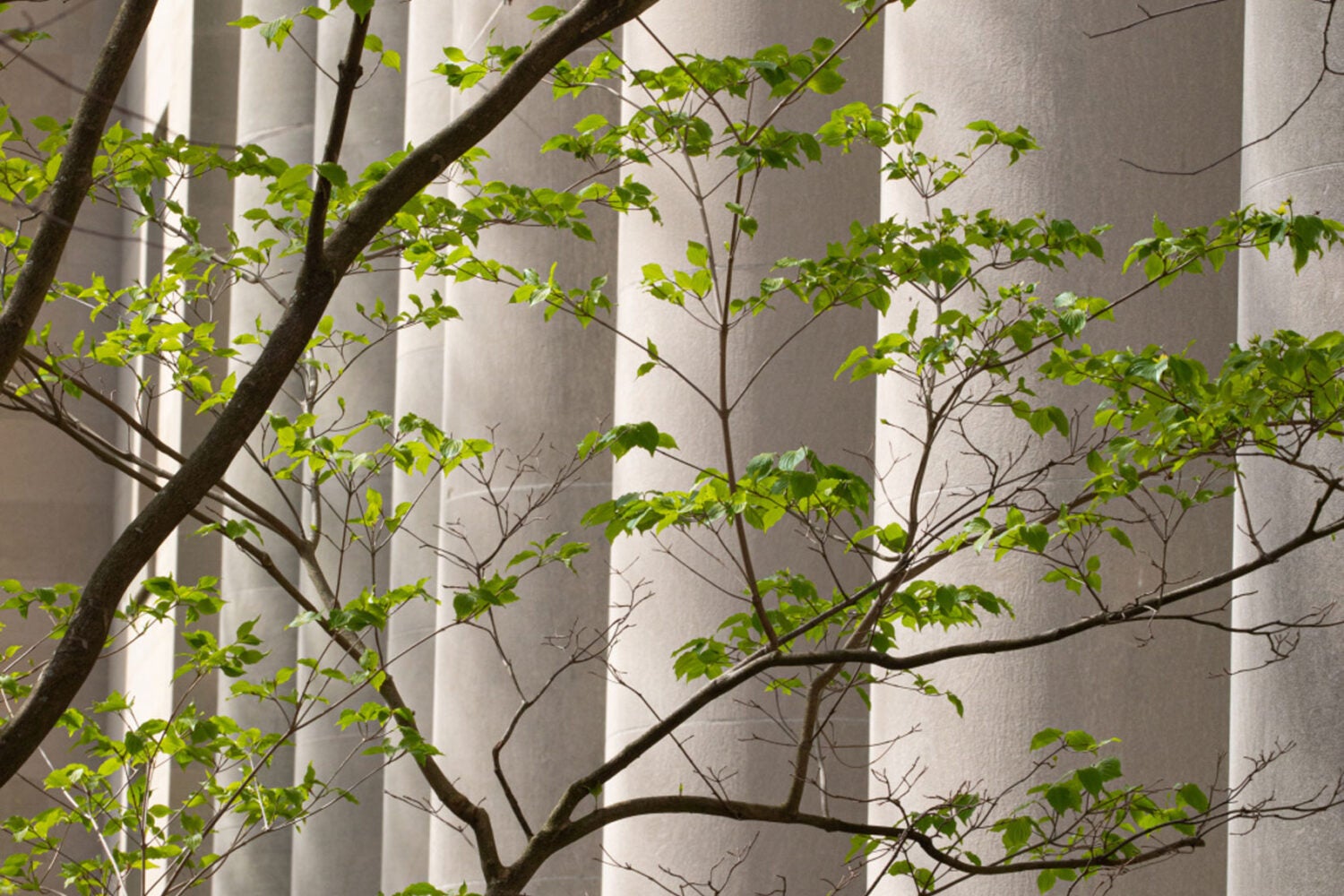 Columns of Langdell Hall with green leafted trees in the foreground