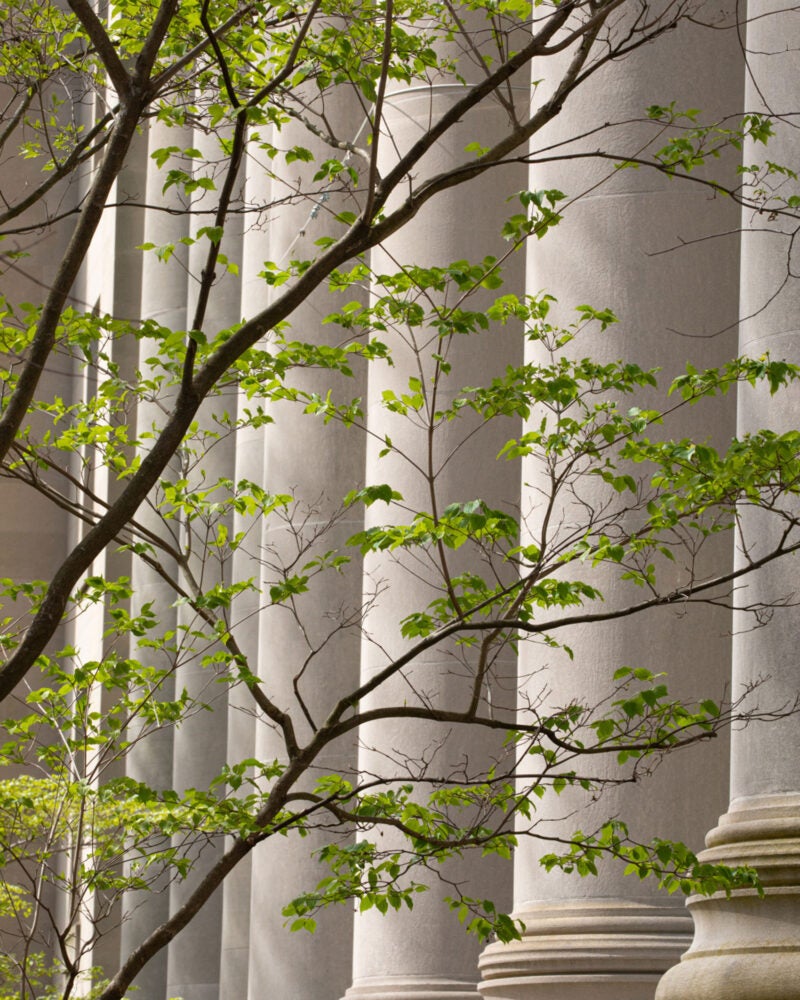 Columns of Langdell Hall with green leafted trees in the foreground