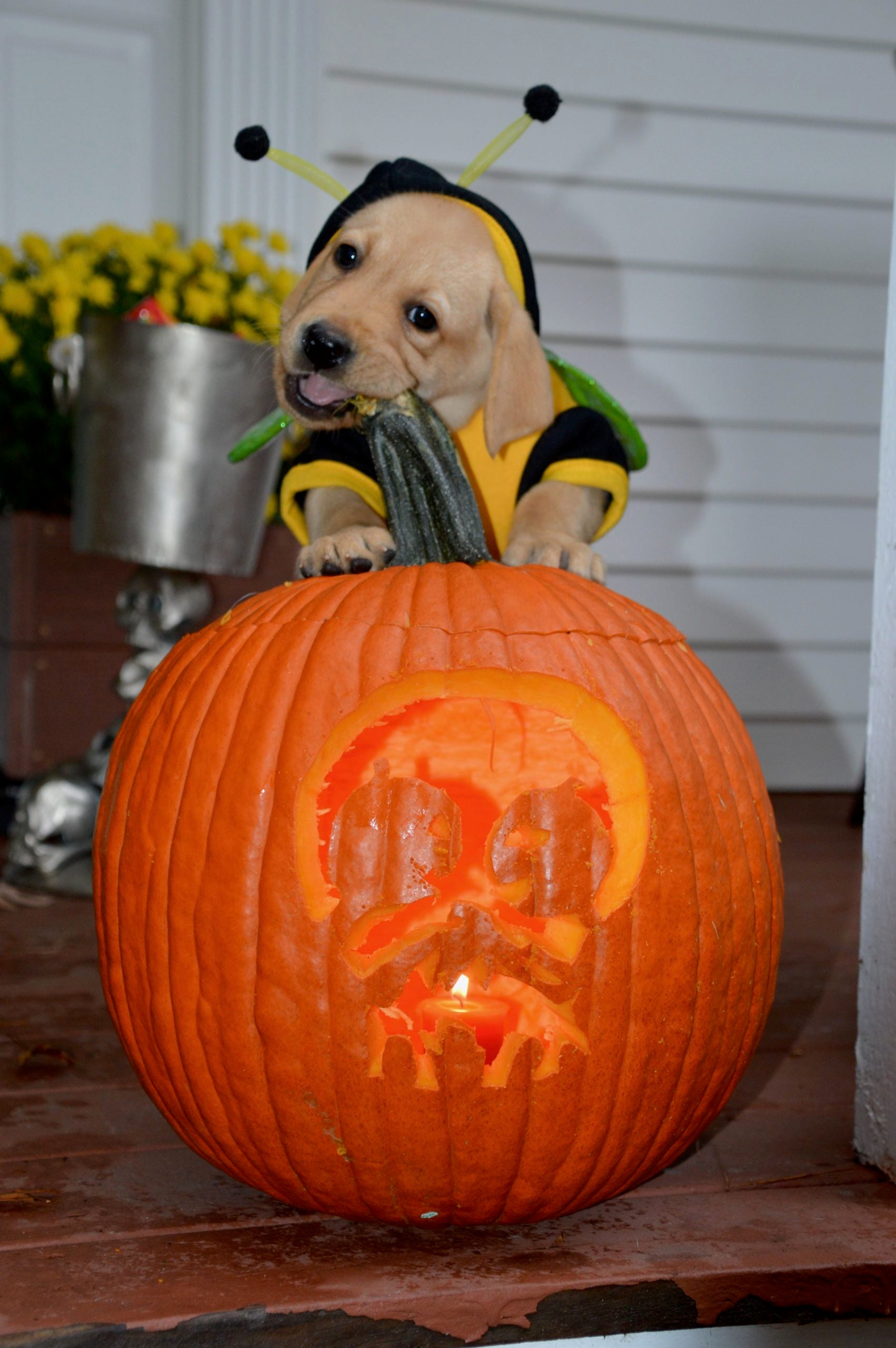Puppy dressed as a bumble bee, paws on a pumpkin, chewing on the stem.