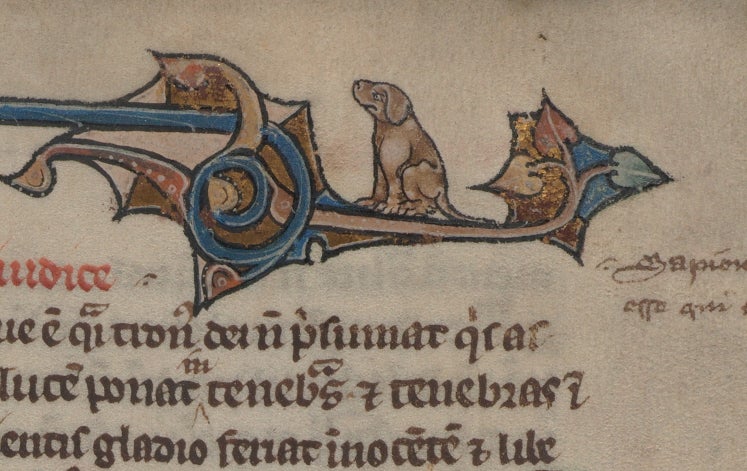 Drawing of puppy on illuminated manuscript
