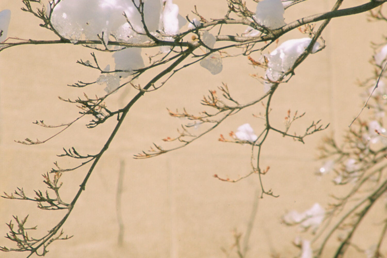 Branches in front of a building detail dotted with snow