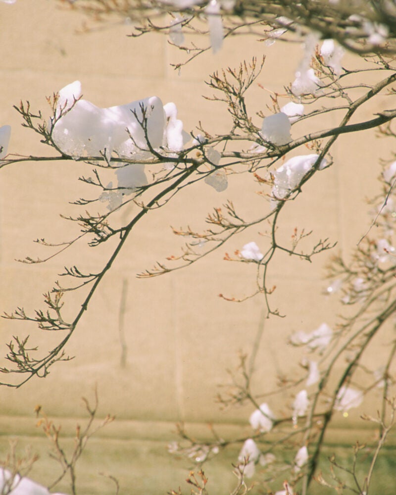 Branches in front of a building detail dotted with snow