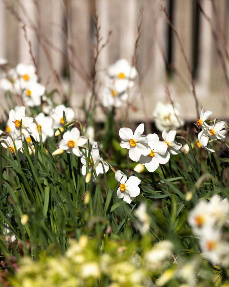 A patch of small white flowers with orange centers in Spring time