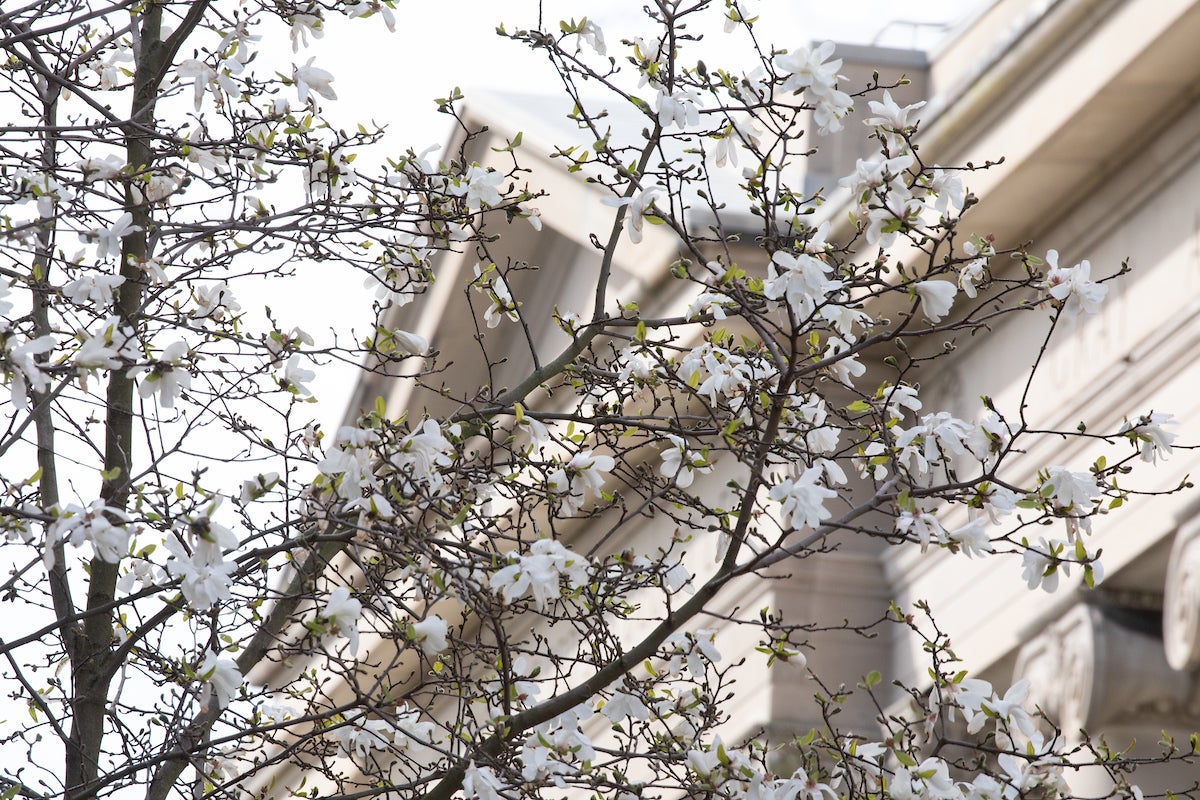 Tree branches with buds with a building in the background