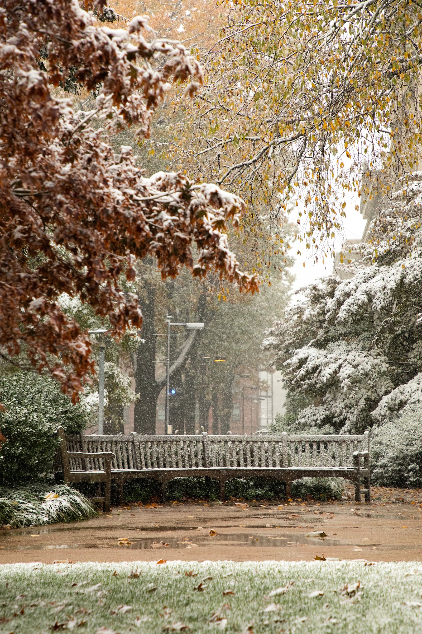 Snow on trees and a bench