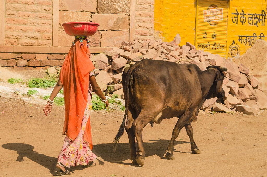 A woman with a bowl on her head walking behind a cow