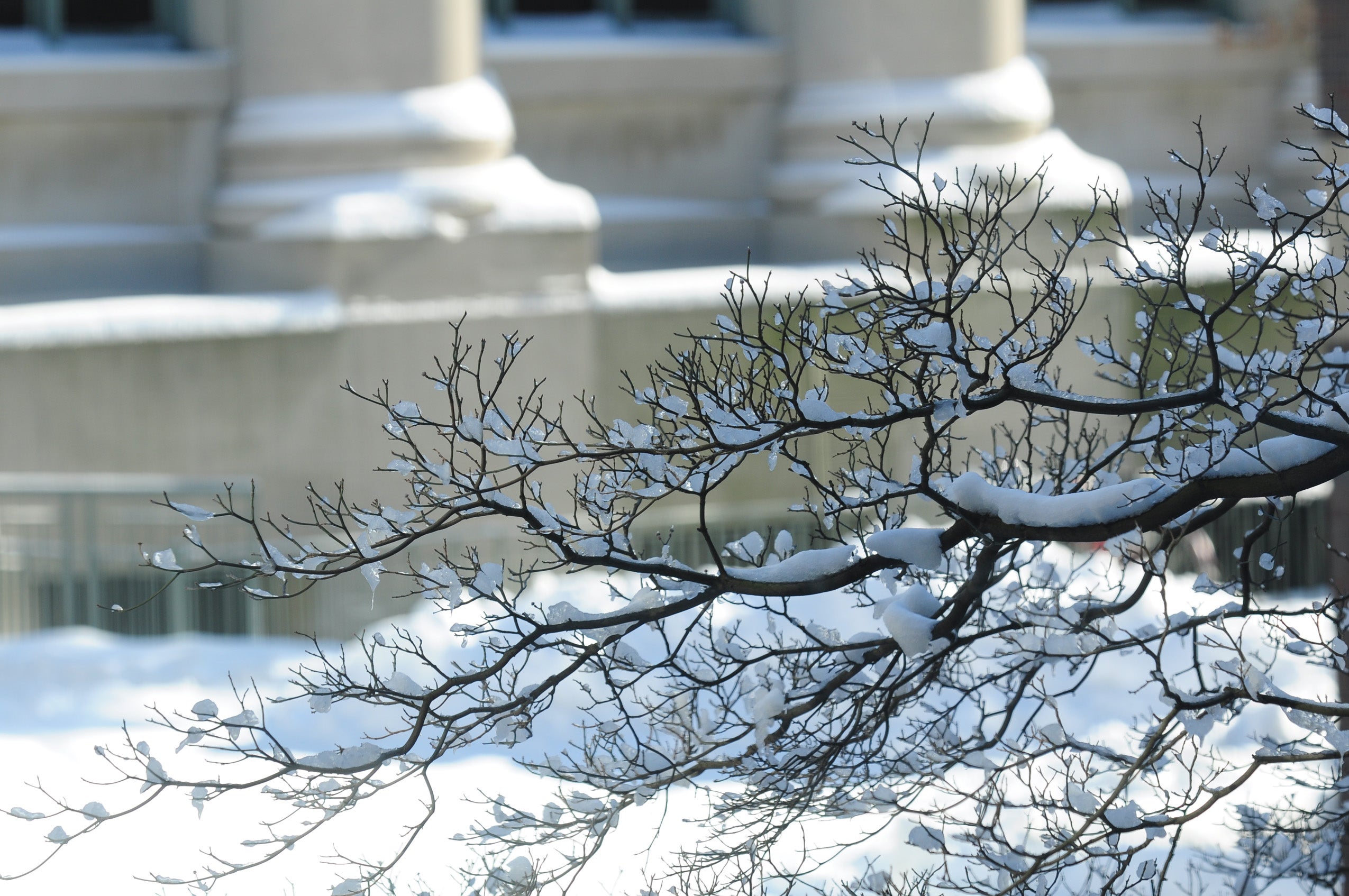 Photo of snow-covered tree branches with columns in the background