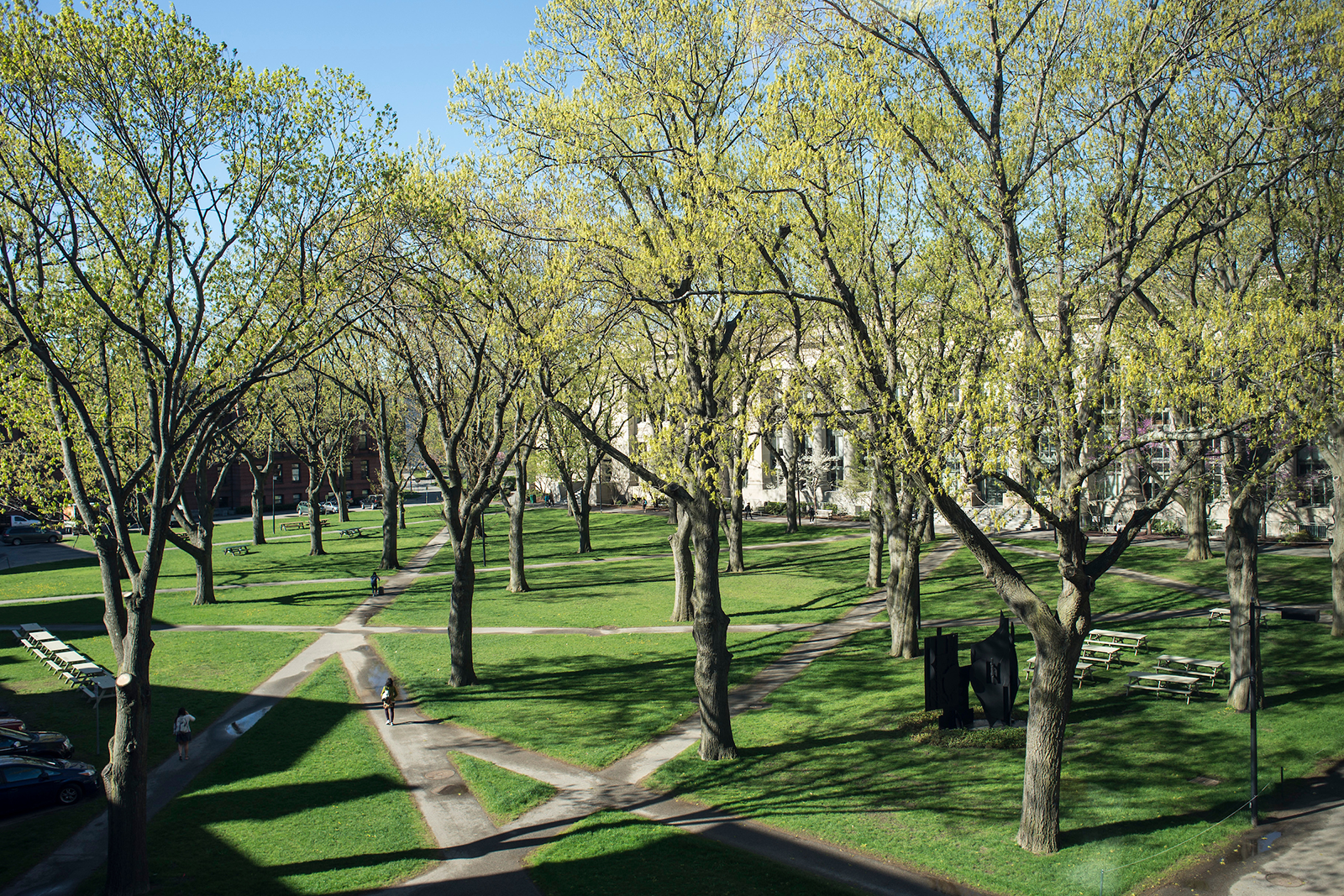 Trees and Paths in front of Langdell Hall