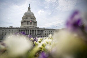 The U.S. Capitol dome with purple and white flowers in the foreground.