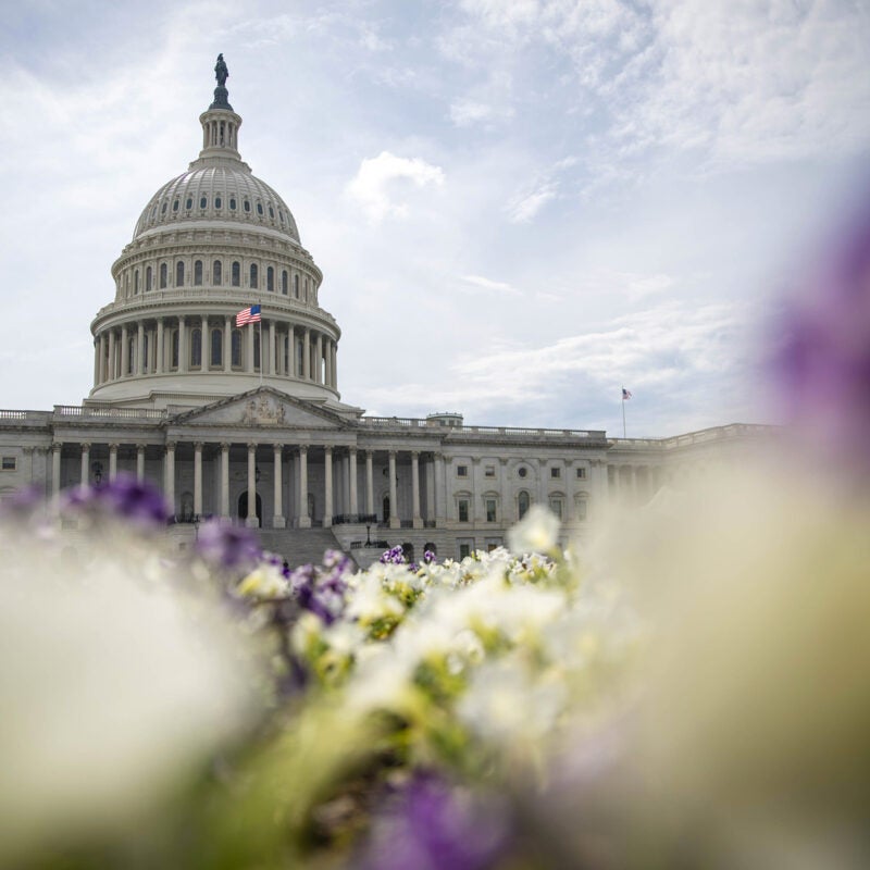 The U.S. Capitol dome with purple and white flowers in the foreground.
