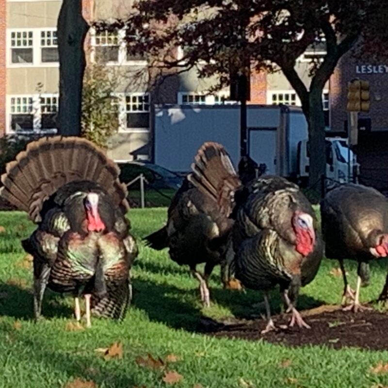 turkeys near HLS residence hall