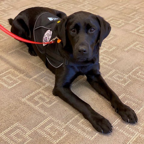 Sasha, Harvard's community engagement dog, at rest.
