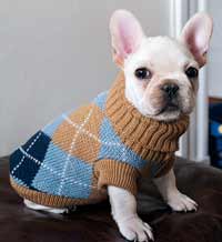 Meatball - A French Bulldog