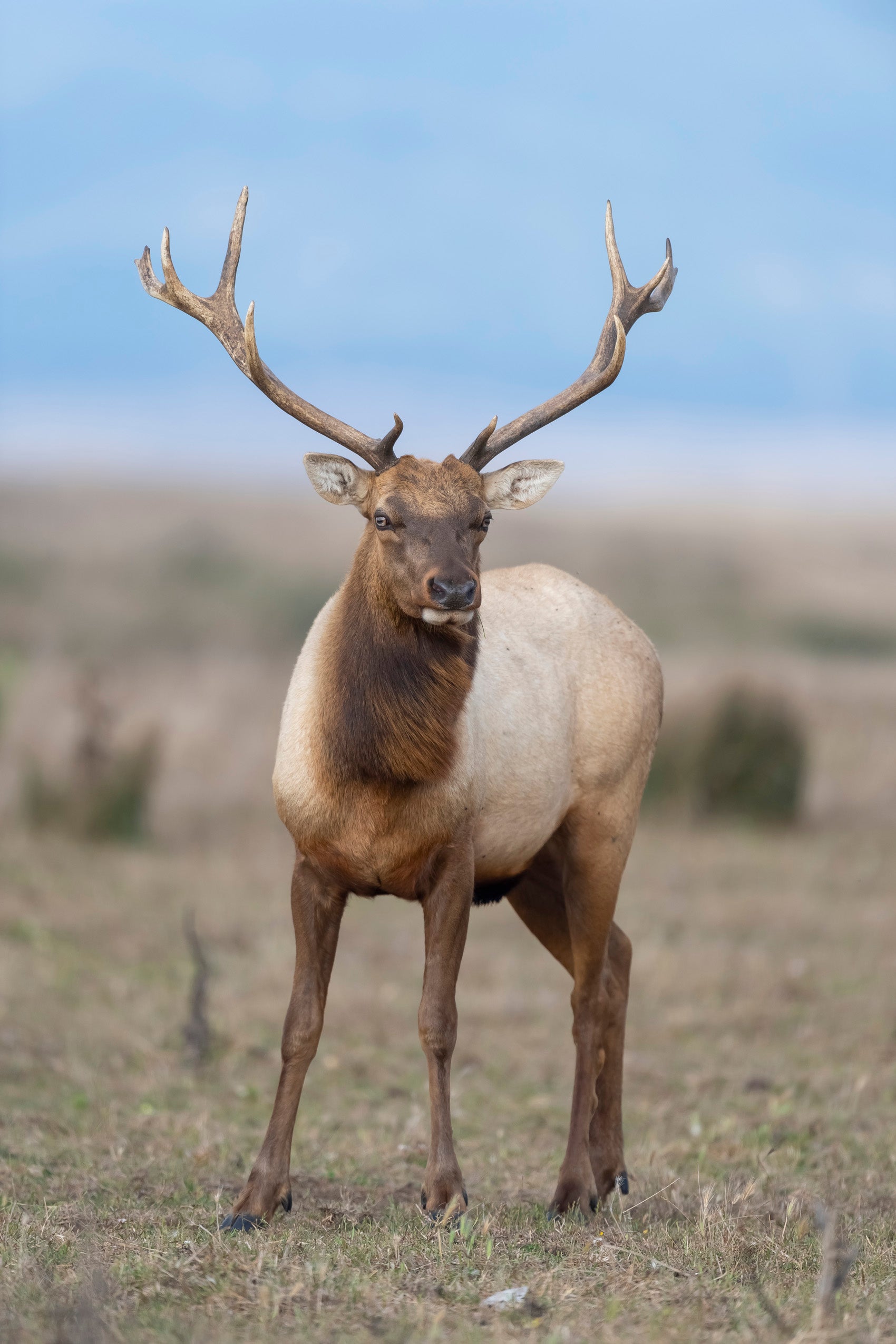 An elk on a grassy land