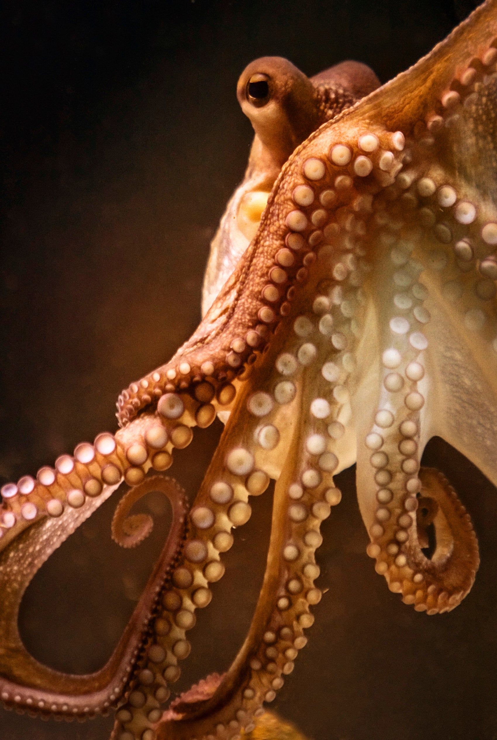 A close up of an octopus
