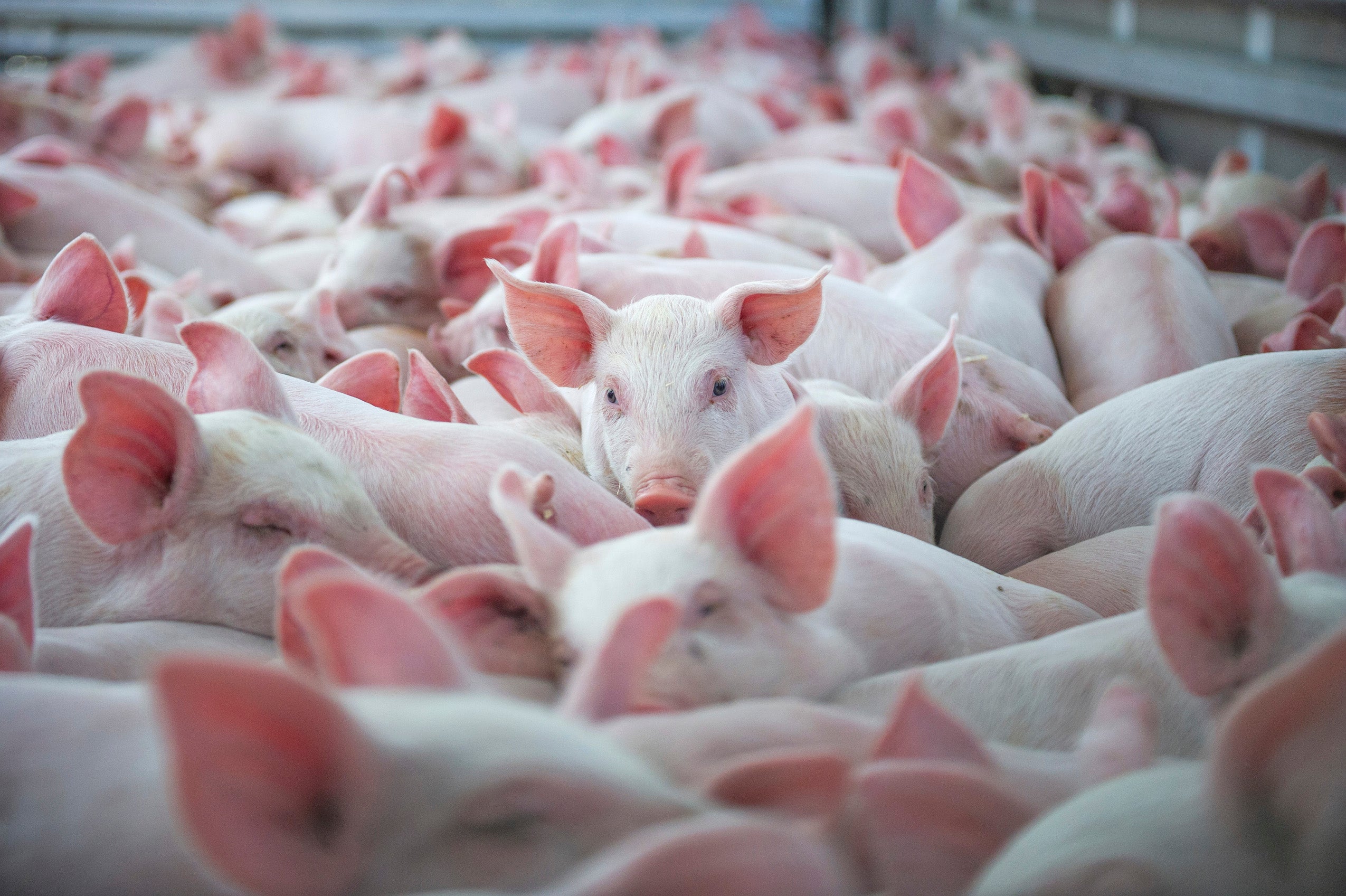 Piglets crowed in a truck