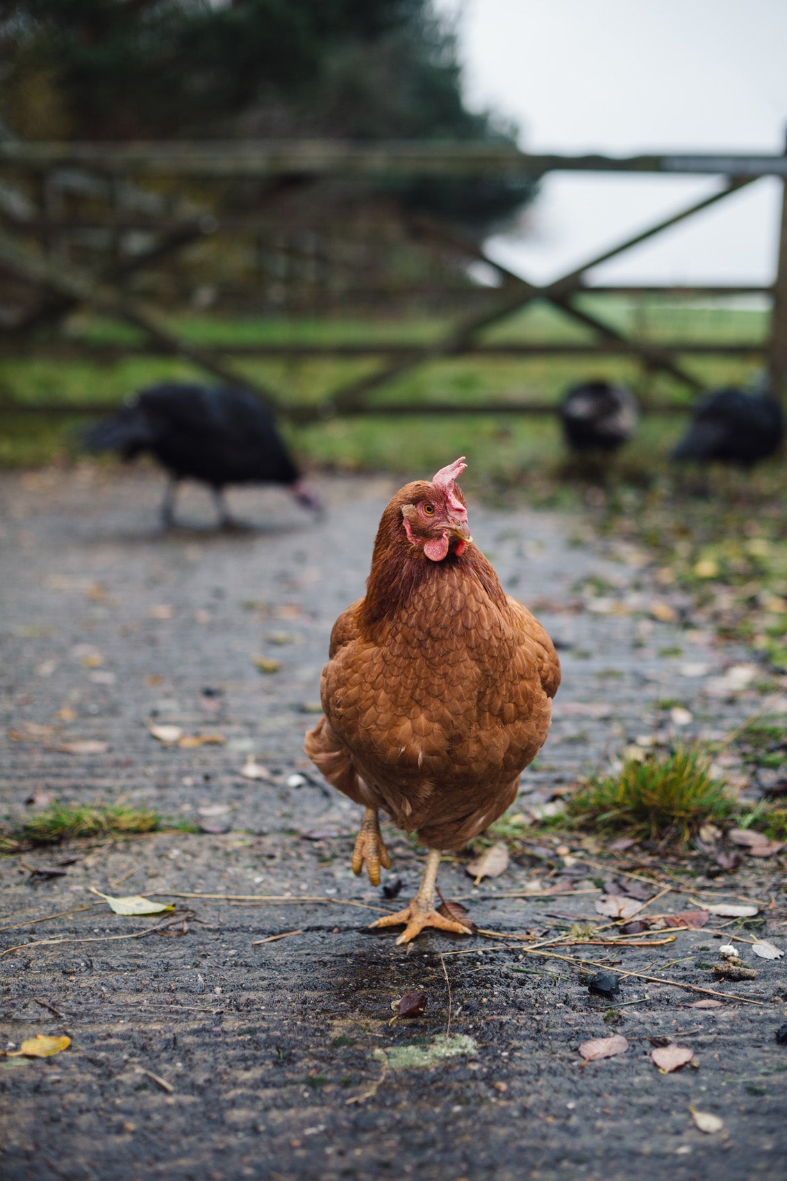 a chicken walking freely