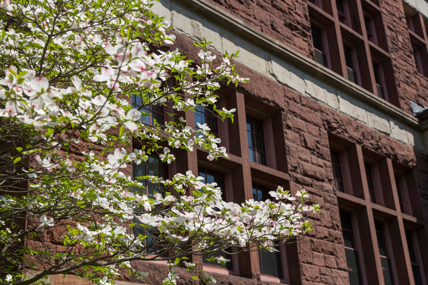 White flowers blooming on a tree branch in front of a red brick building