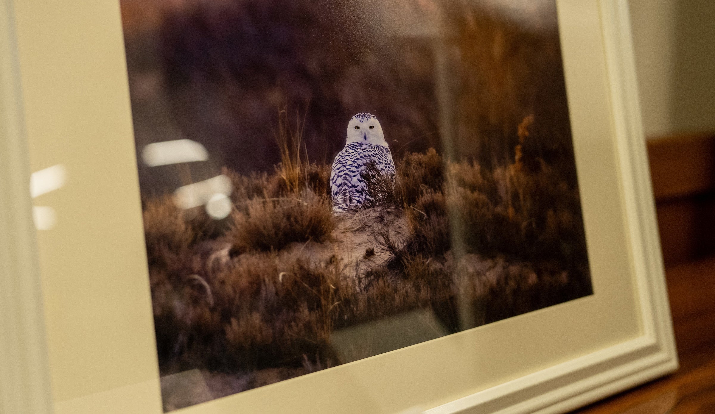 Closeup of a photograph of a snowy owl.