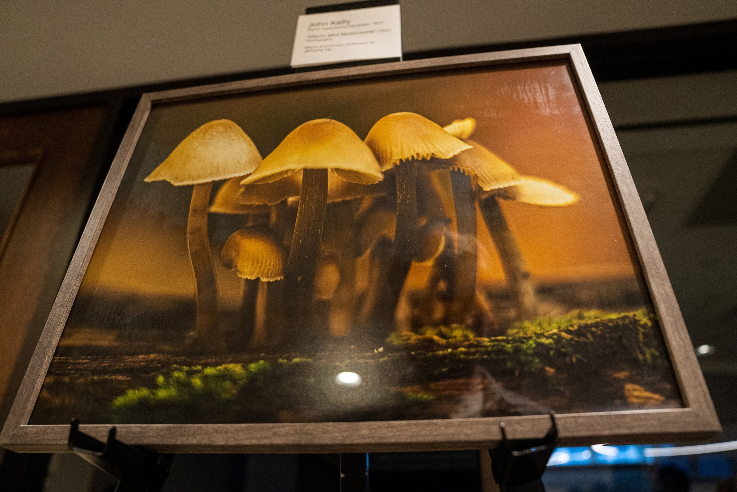 A framed photograph of mushrooms displayed on an easel.