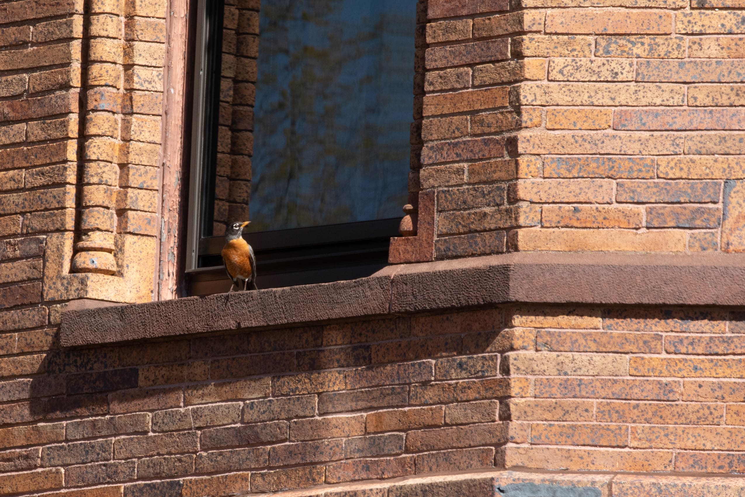 Robin perching on a windowsill