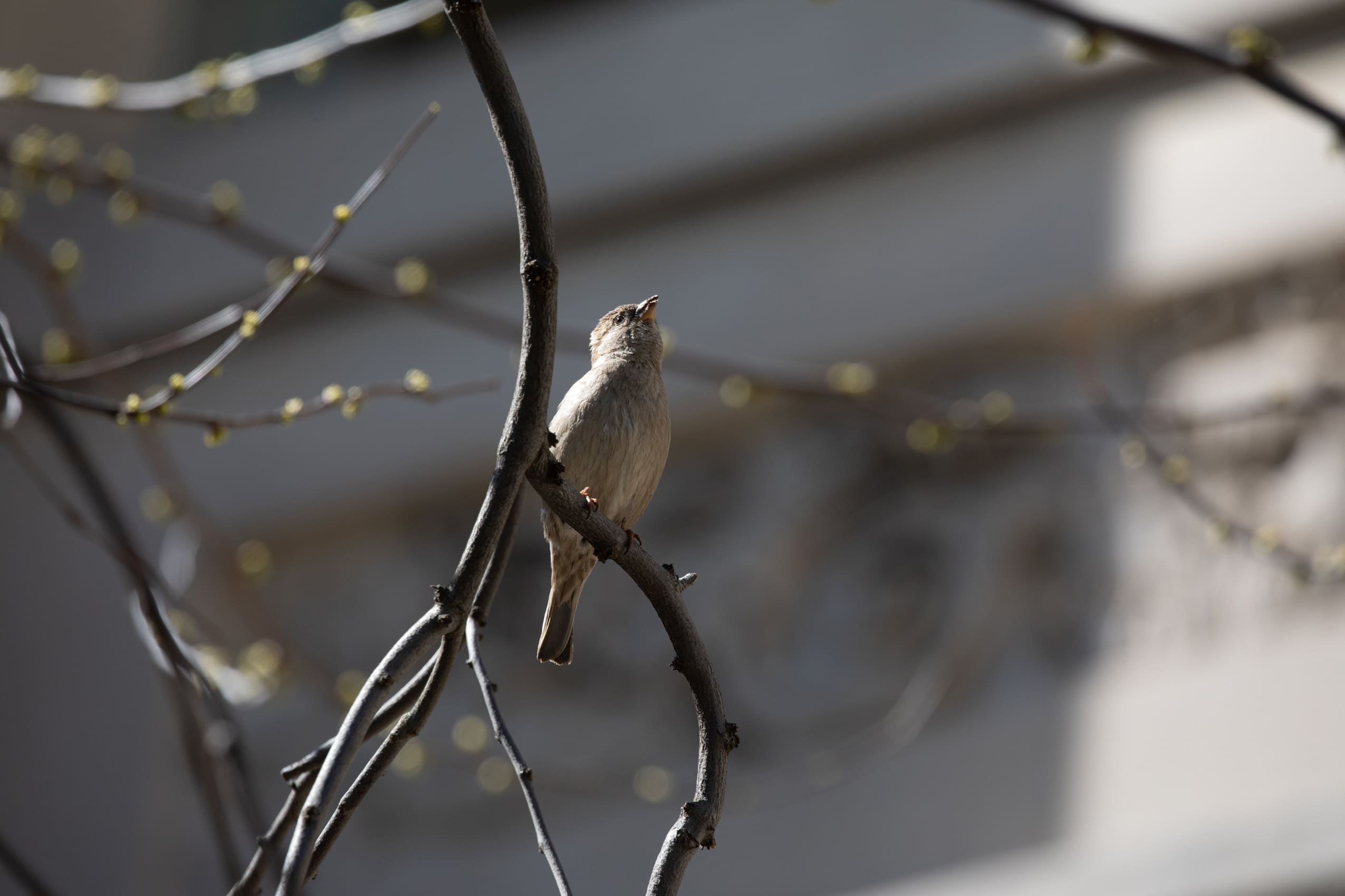Bird chirping on a branch