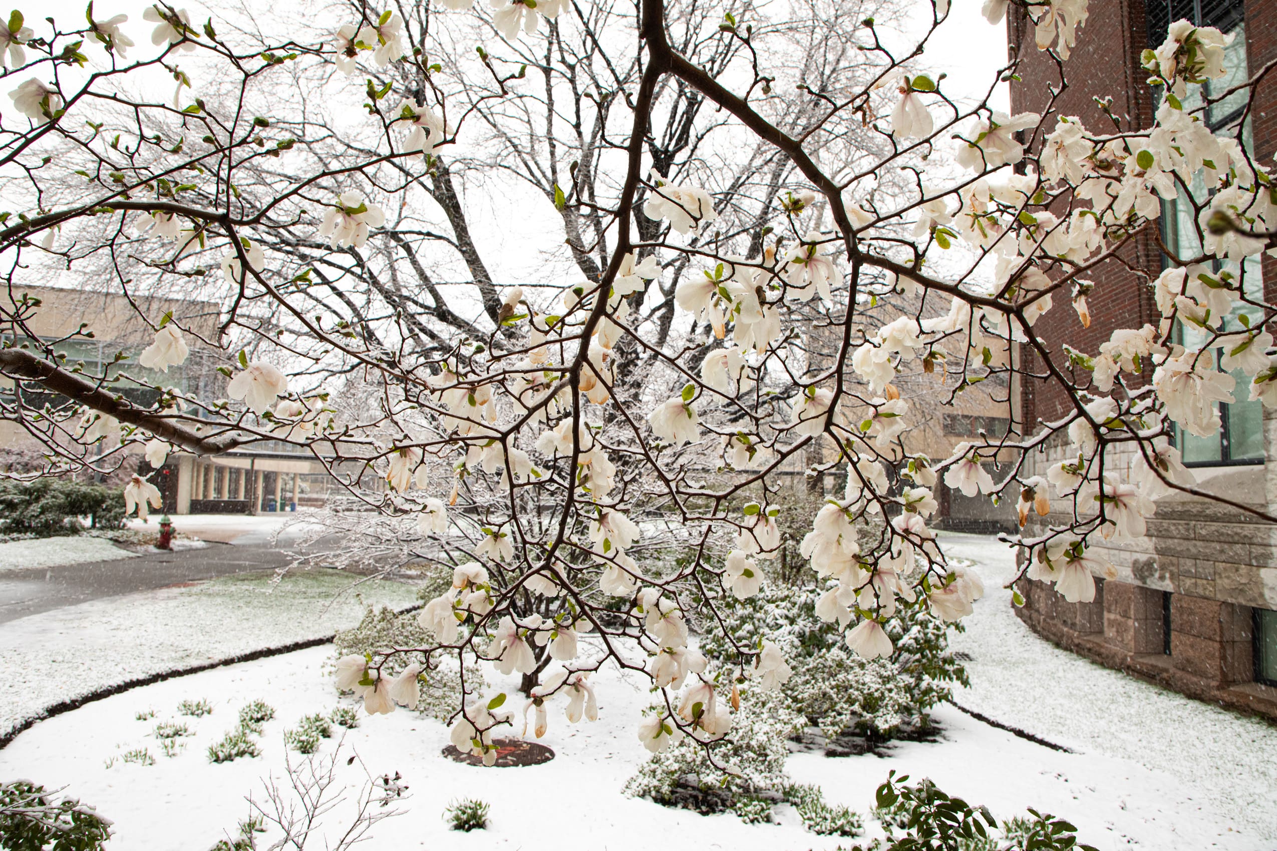 Magnolias covered in snow