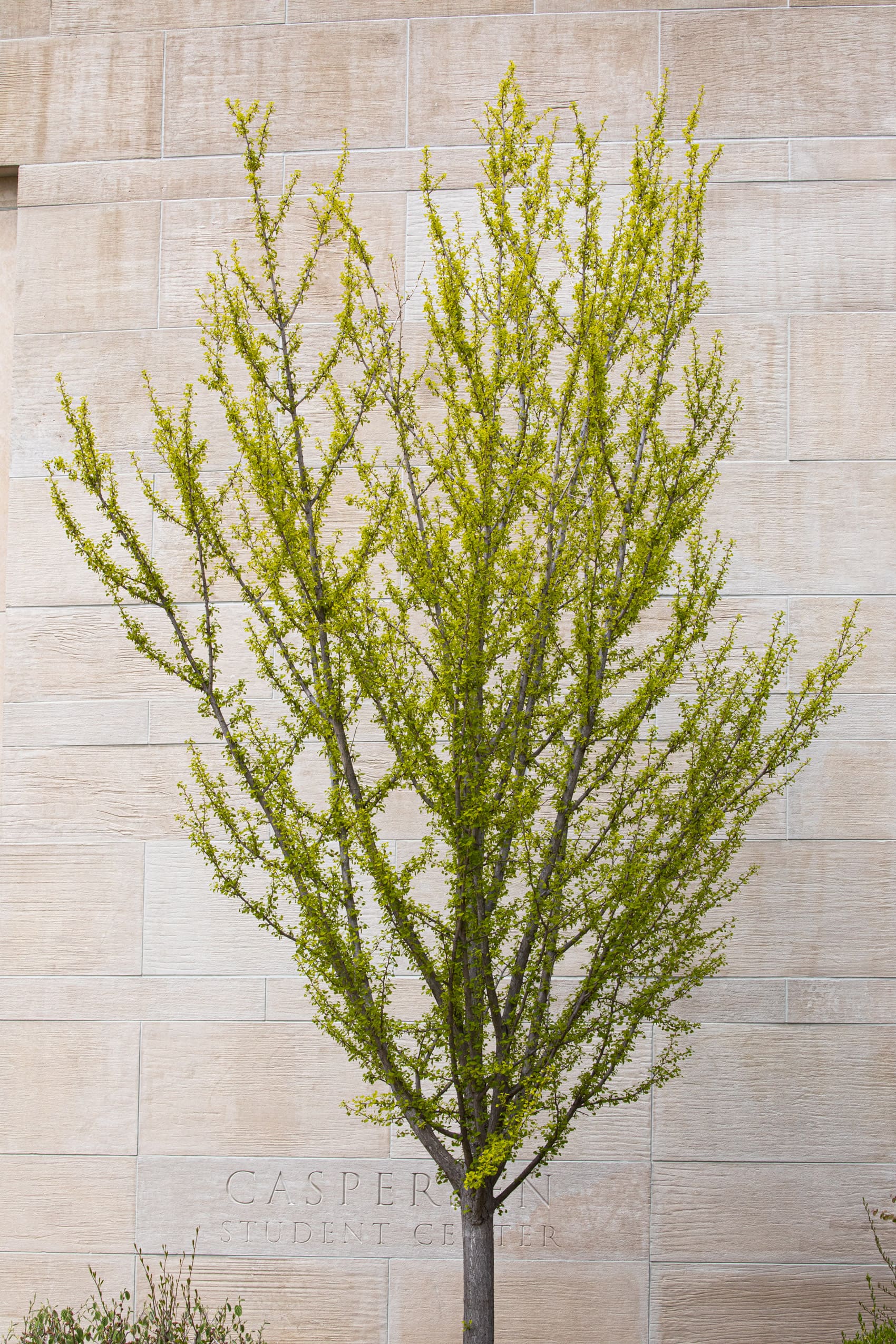 Green tree outside Caspersen Student Center