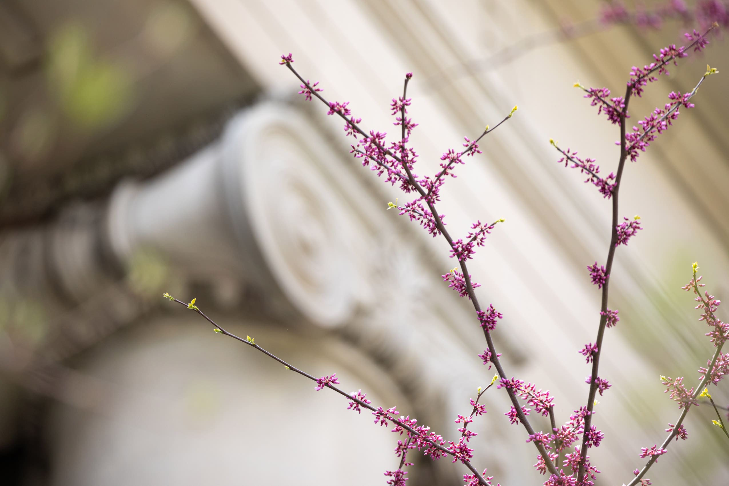 Flowering trees on campus