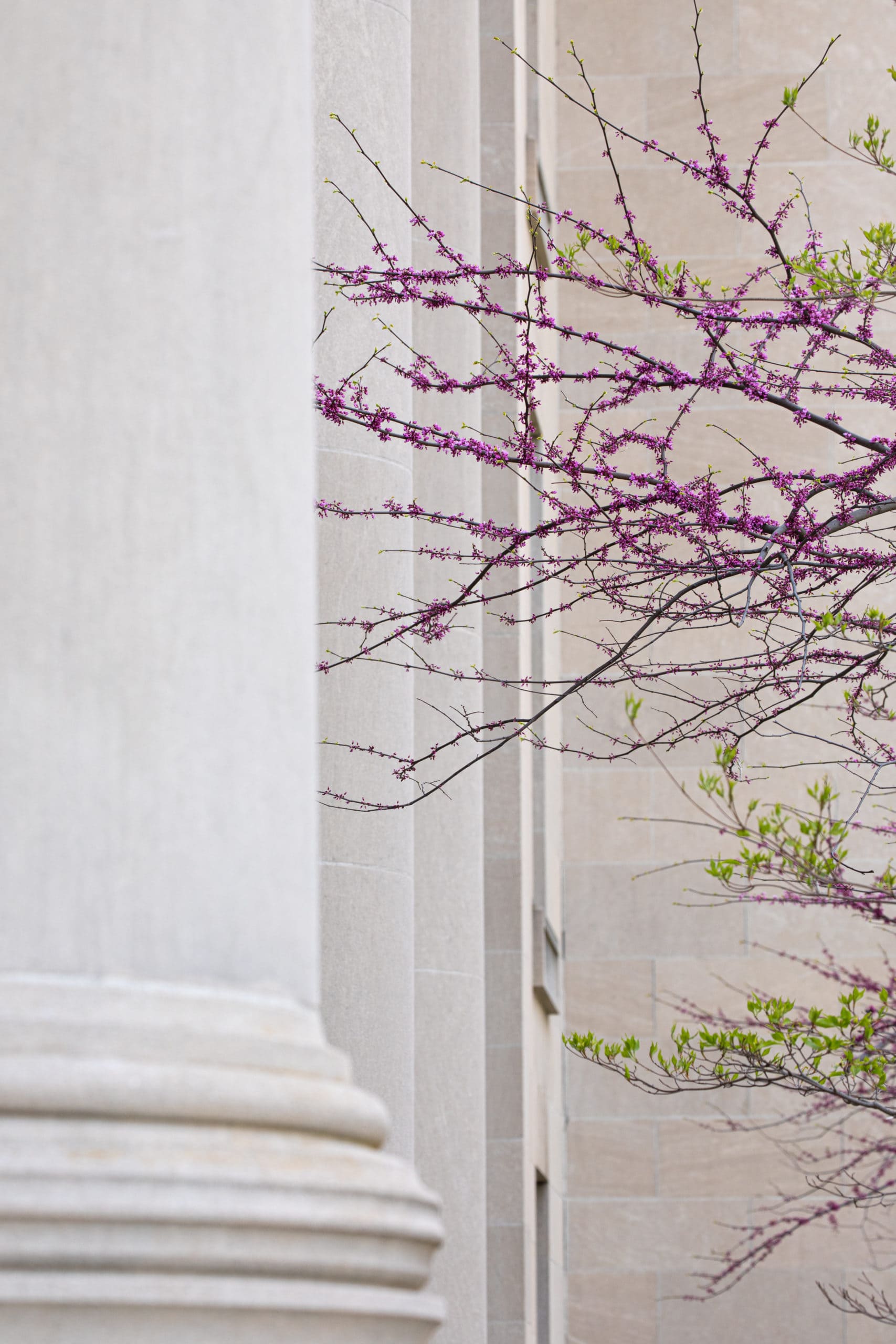 Flowering trees on campus