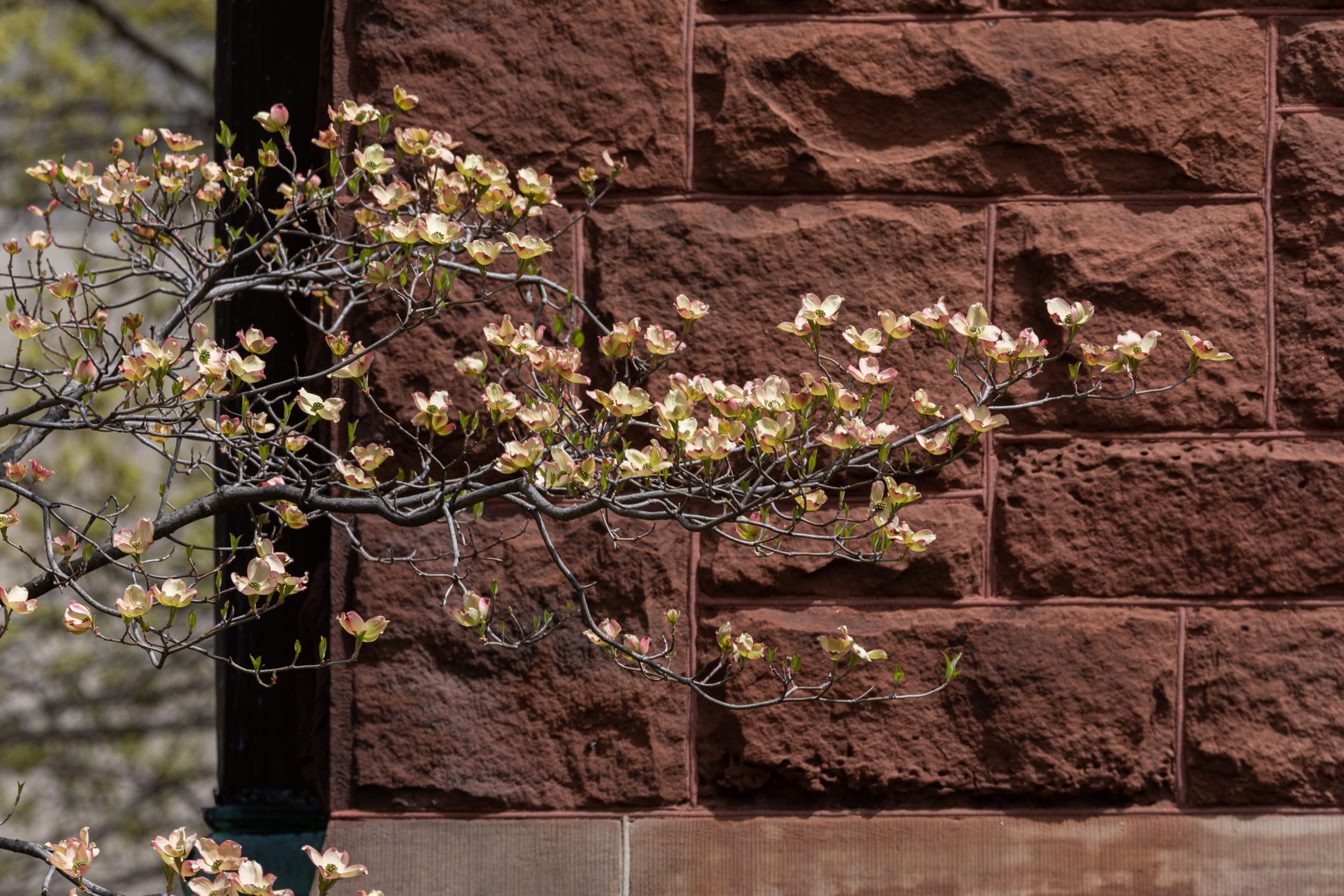 Blossoming magnolia tree