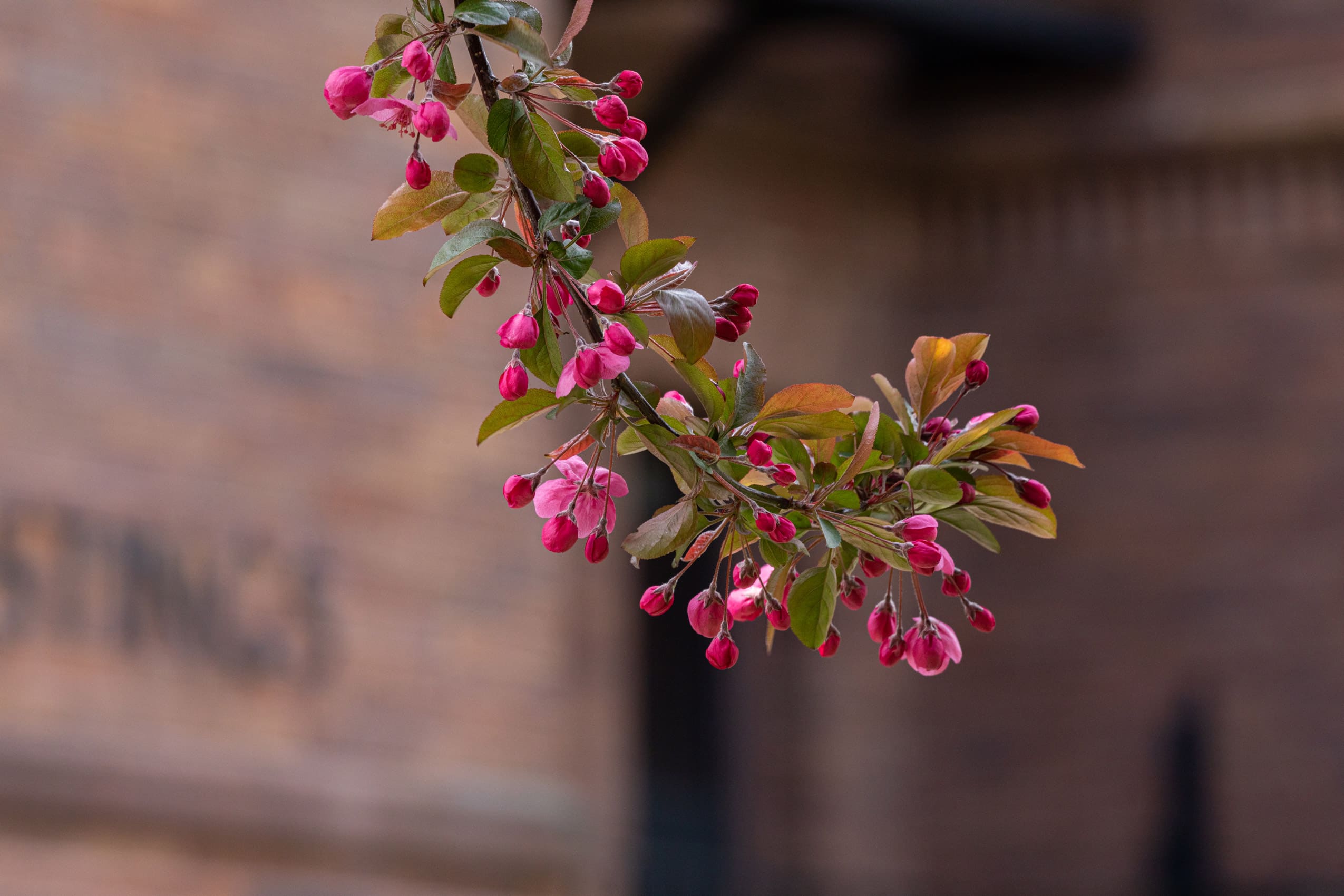 Magenta flowers bloom on campus