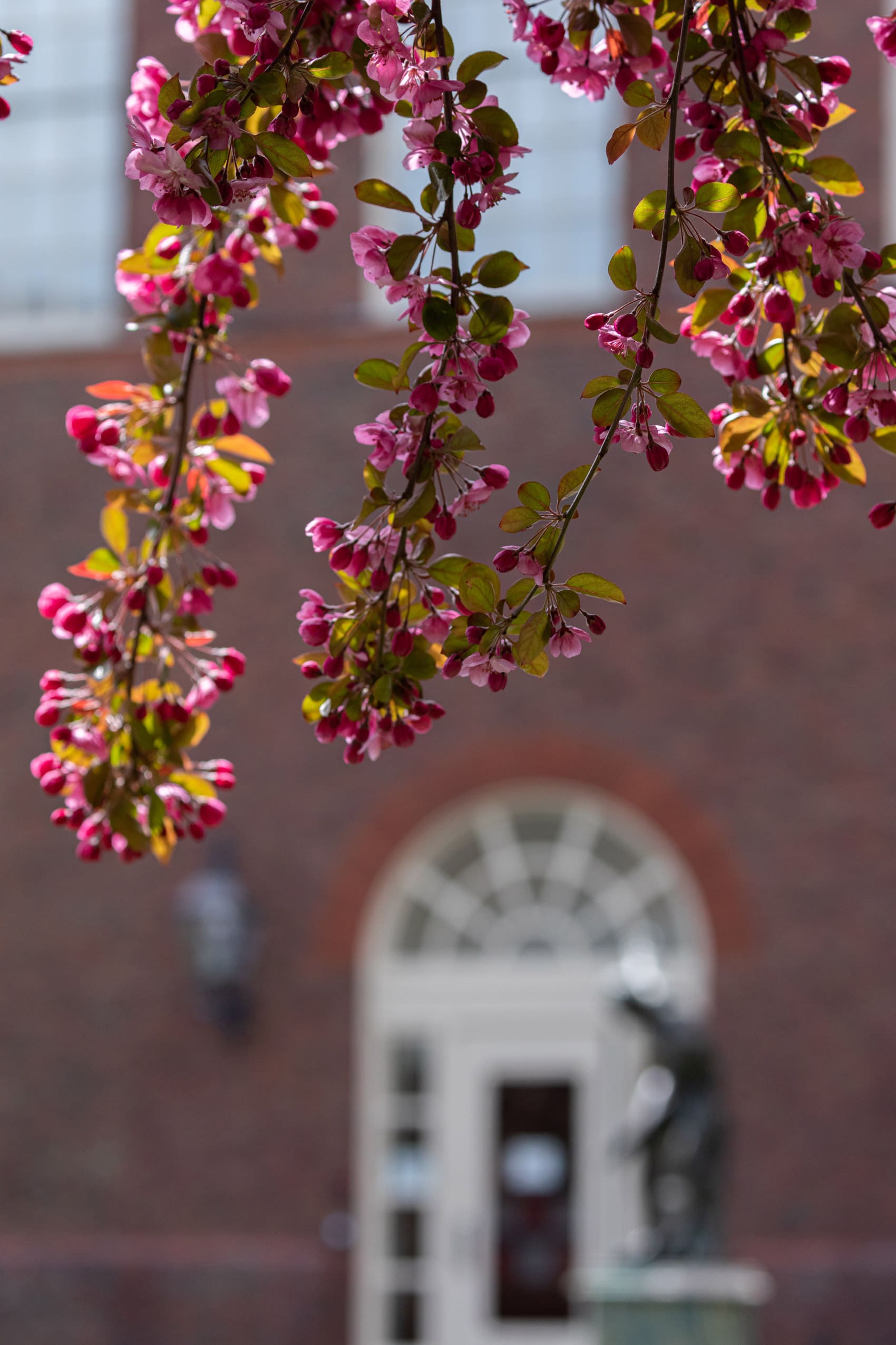 Flowering buds in front of Hemenway Gym