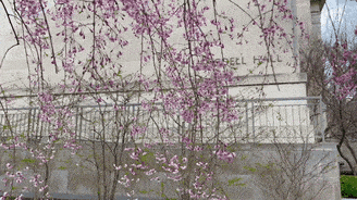 Video clip of flowering buds outside Langdell Hall