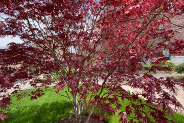 Video clip of campus at springtime