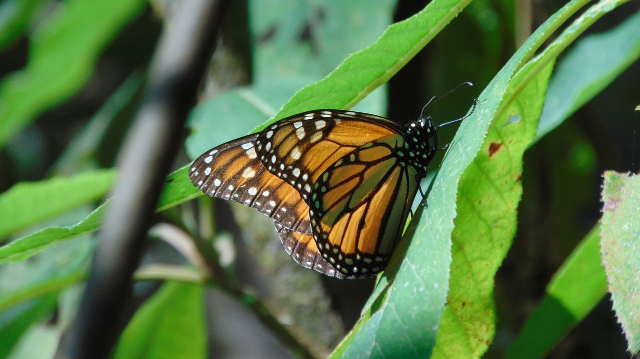 Closeup image of a Monarch butterfly