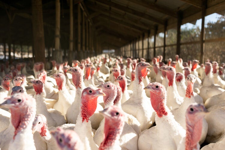 Turkeys at a poultry farm.