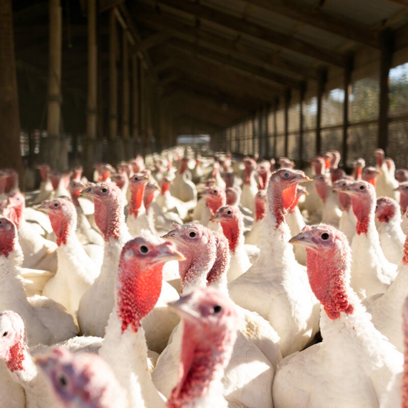 Turkeys at a poultry farm.