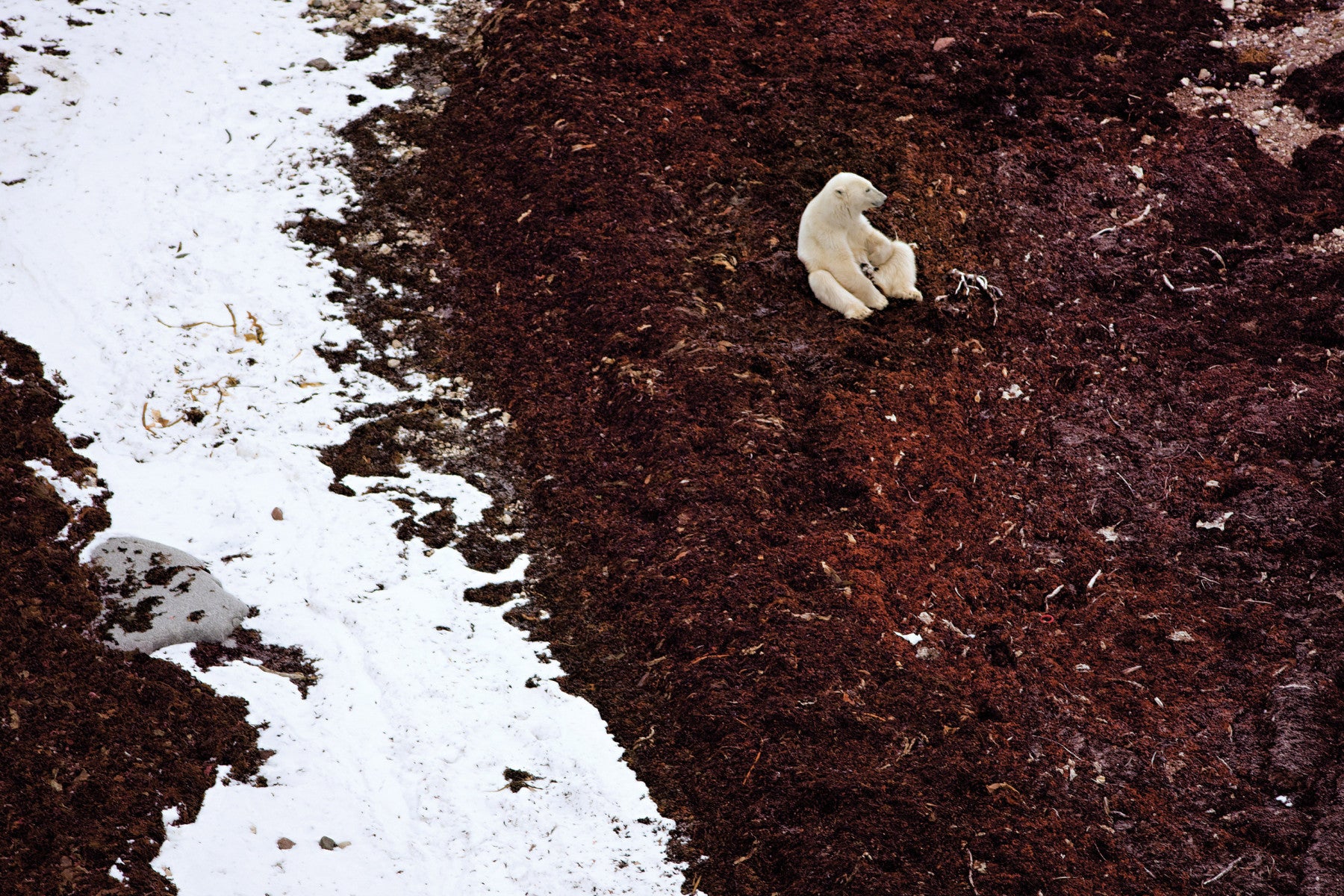 Aerial view of a polar bear by snow