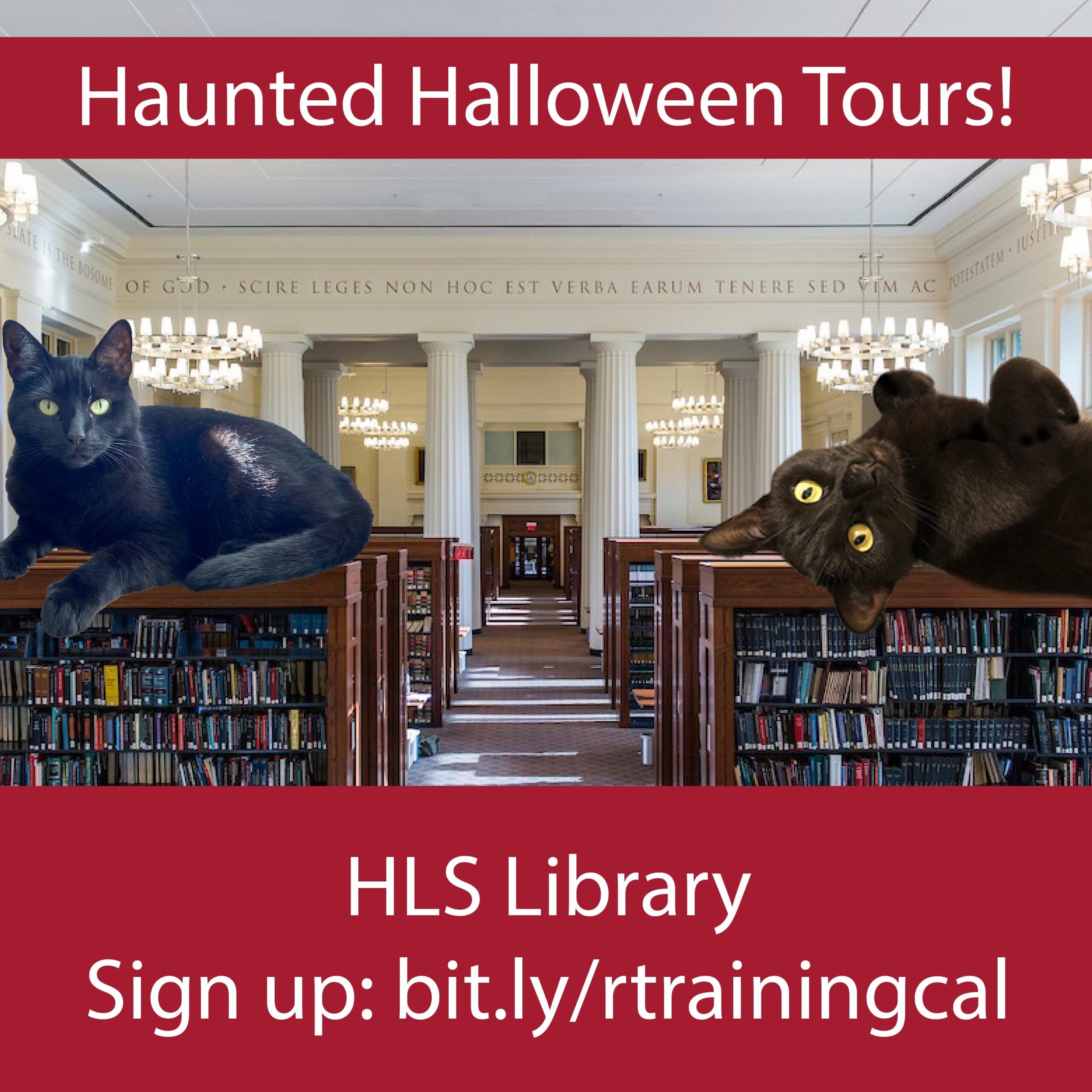 Two oversized black cats sit atop bookshelves in the Library's Reading Room